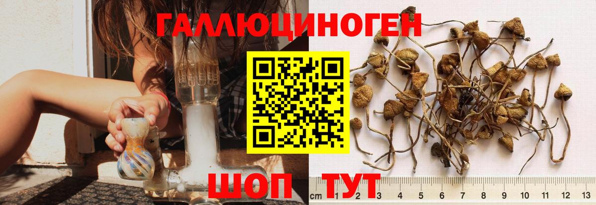 Псилоцибиновые грибы Cubensis  Вход с VPN  Назарово 